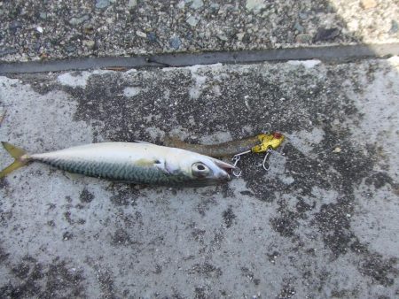 サバゲーもルアー次第ですね。